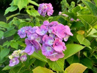 紫陽花.jpg