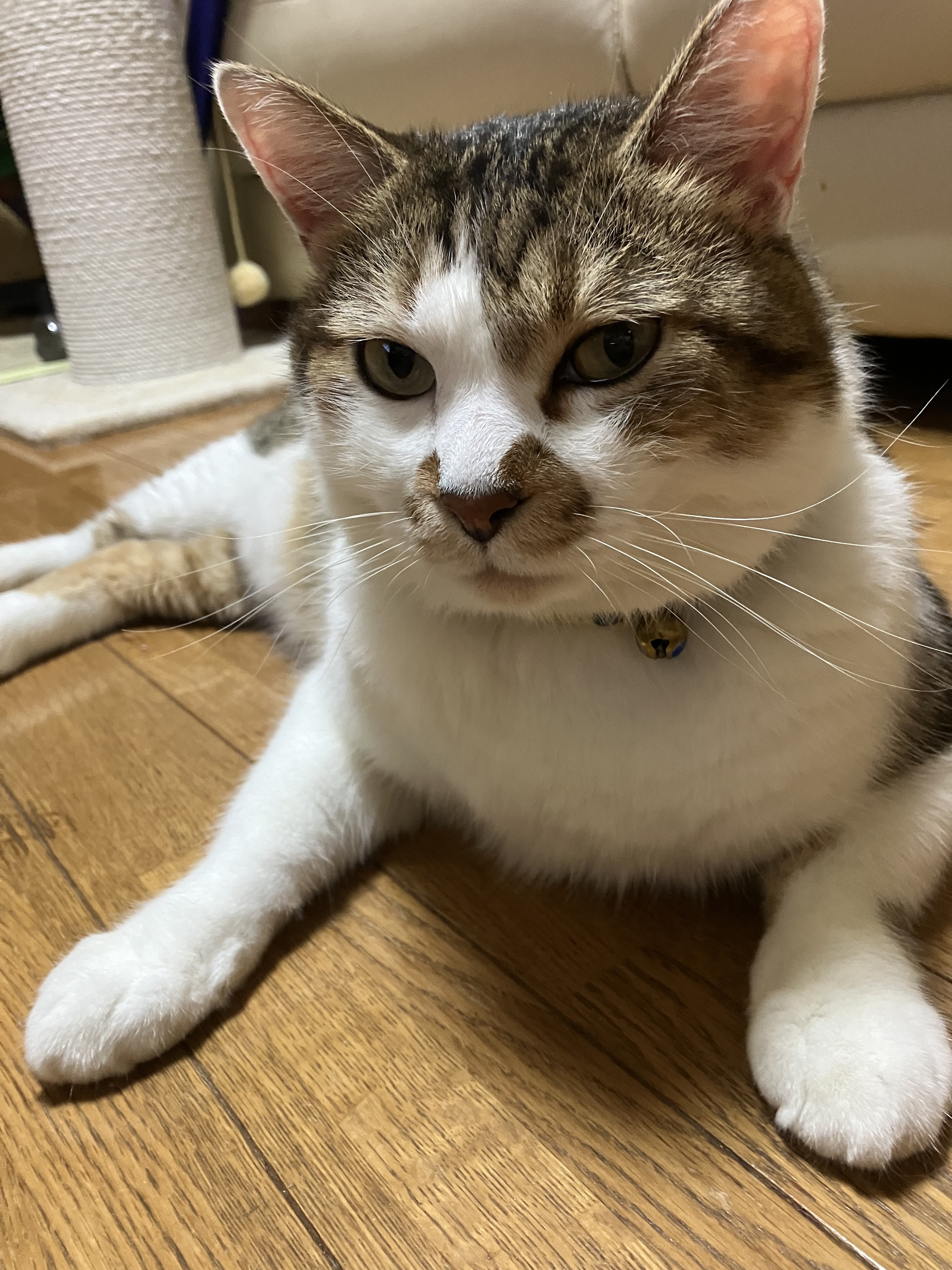 図書館長（猫）.JPG