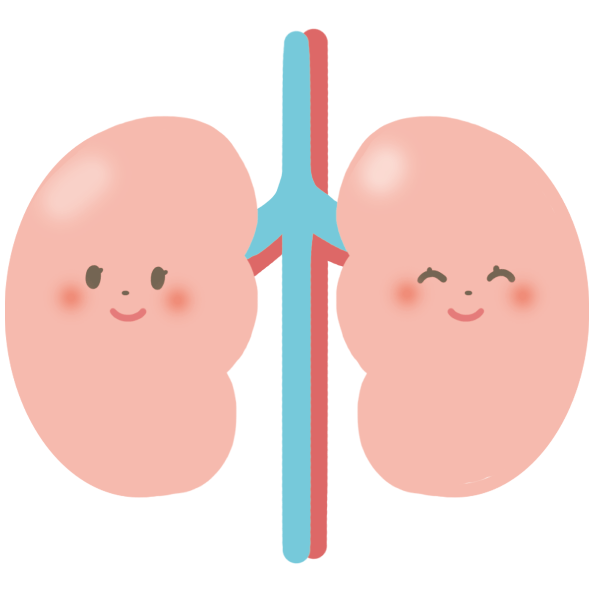 腎臓イラスト.png