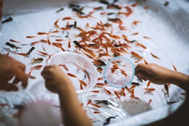 金魚すくい.jpg