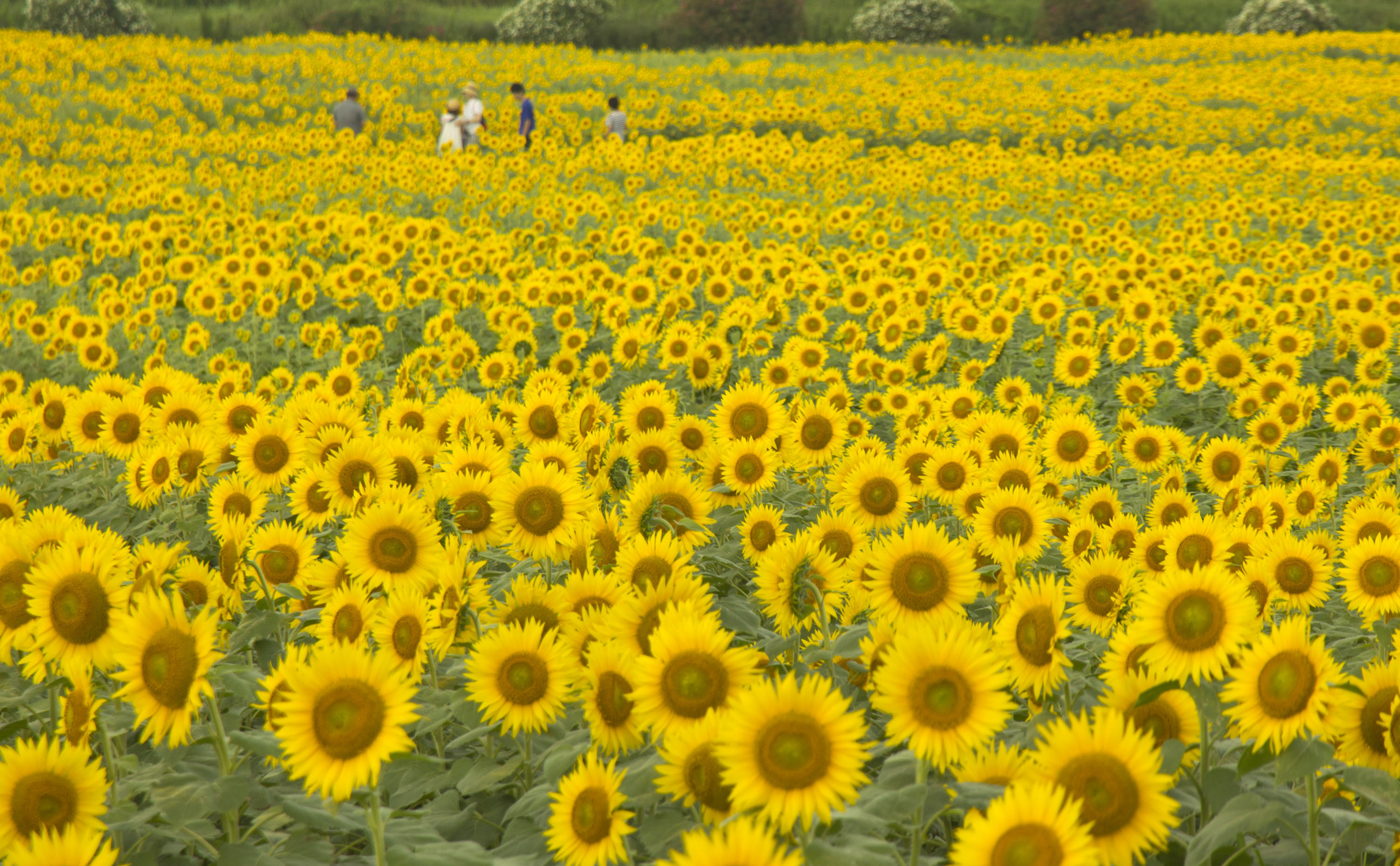 【福岡県柳川市】夏のひまわり園.jpg