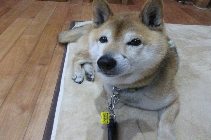 02_予防接種済証.jpg
