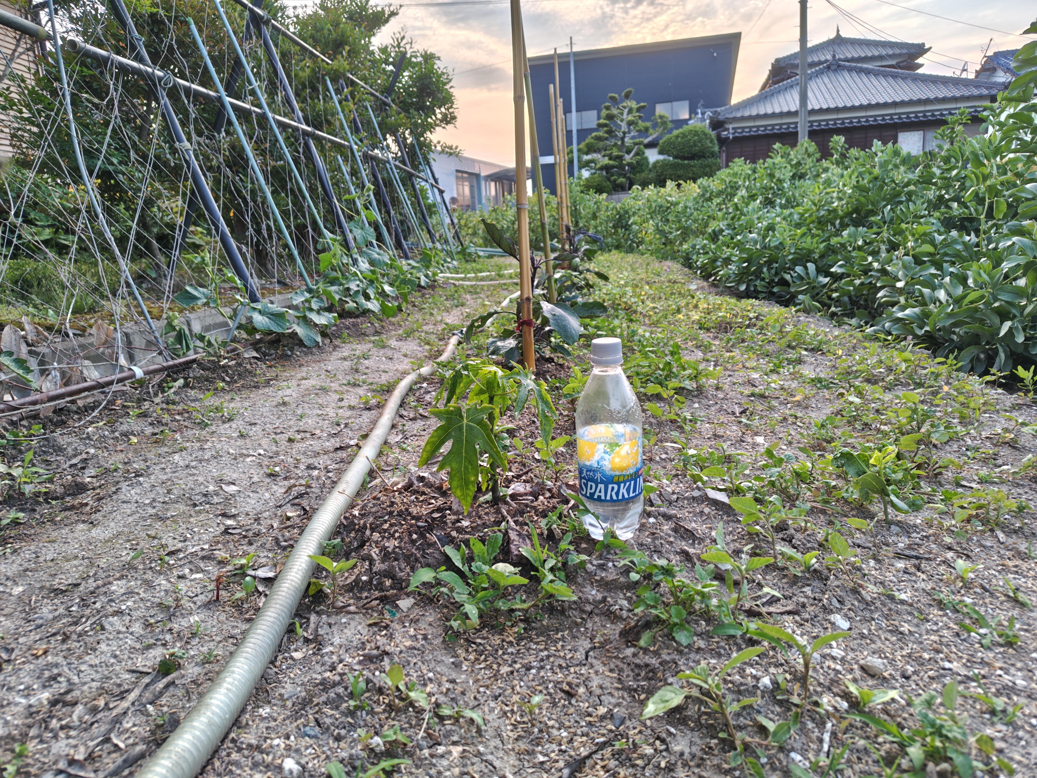 青パパイヤ250514183009178.JPG