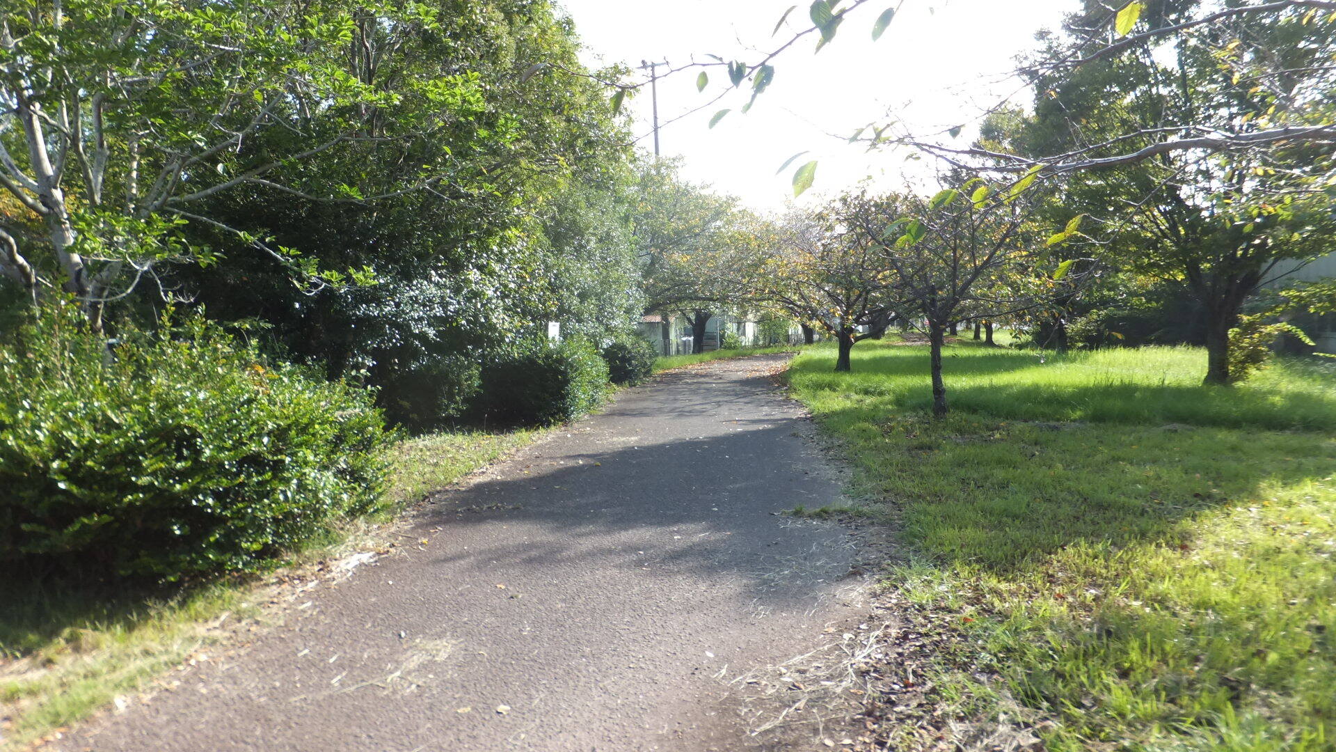 写真10（遊歩道）.JPG