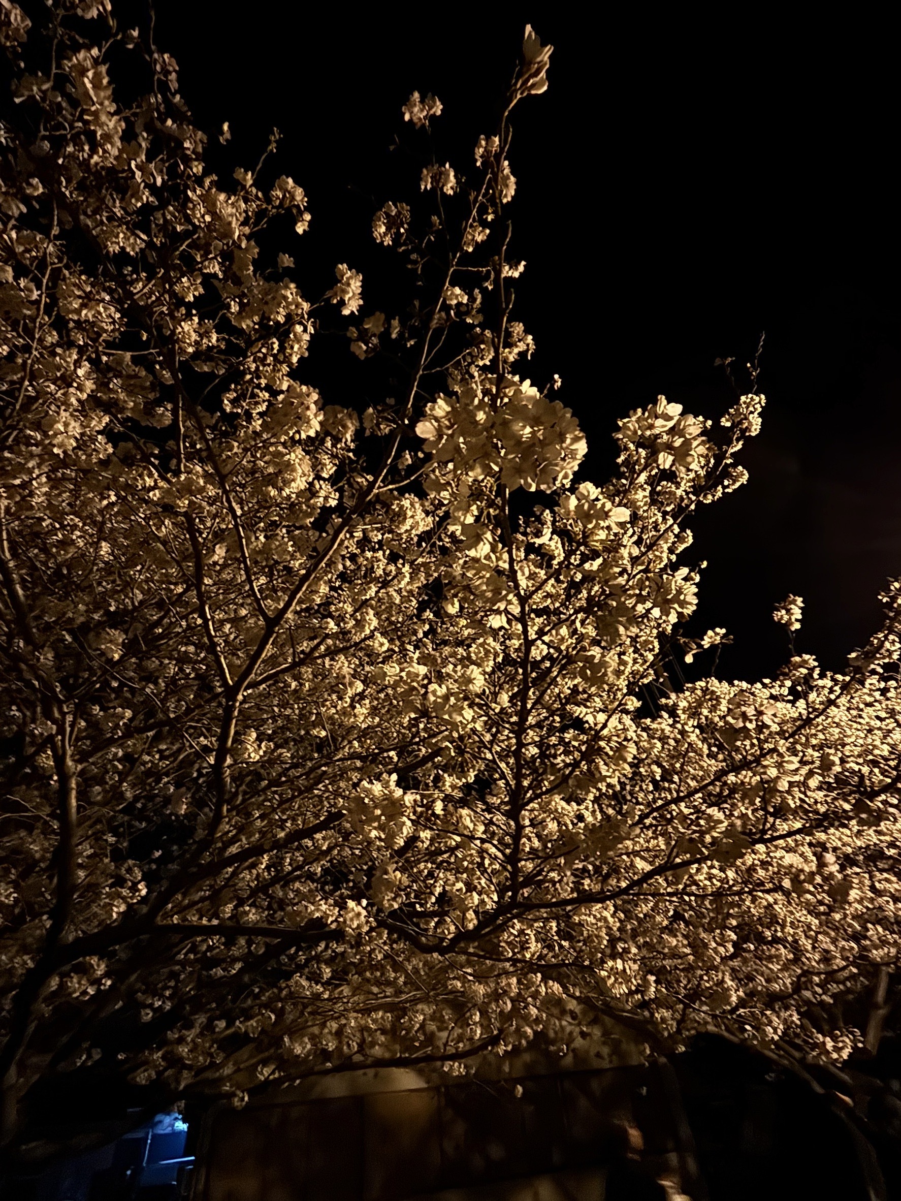 写真11（夜桜）.jpg