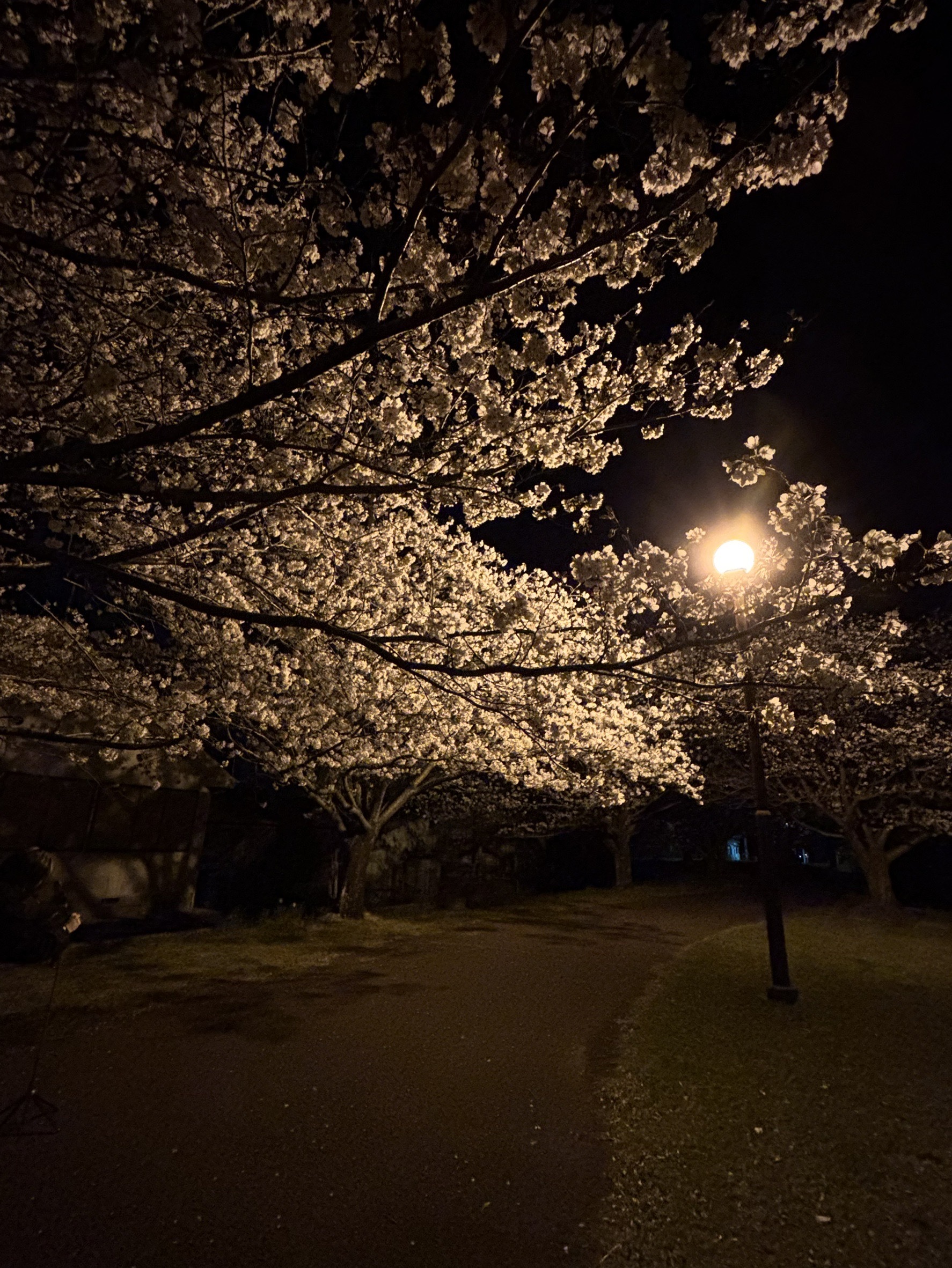 写真12（夜桜）.jpg