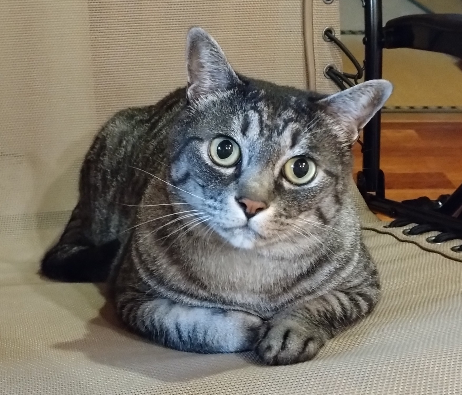 04 ネコ フク.jpg