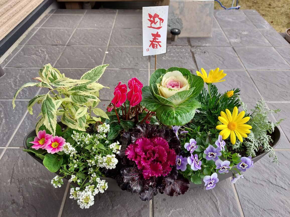 寄せ植え（水の後削除 (1).jpg