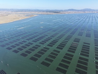 海苔ひび（海苔養殖漁場）フォーム掲載用.jpg