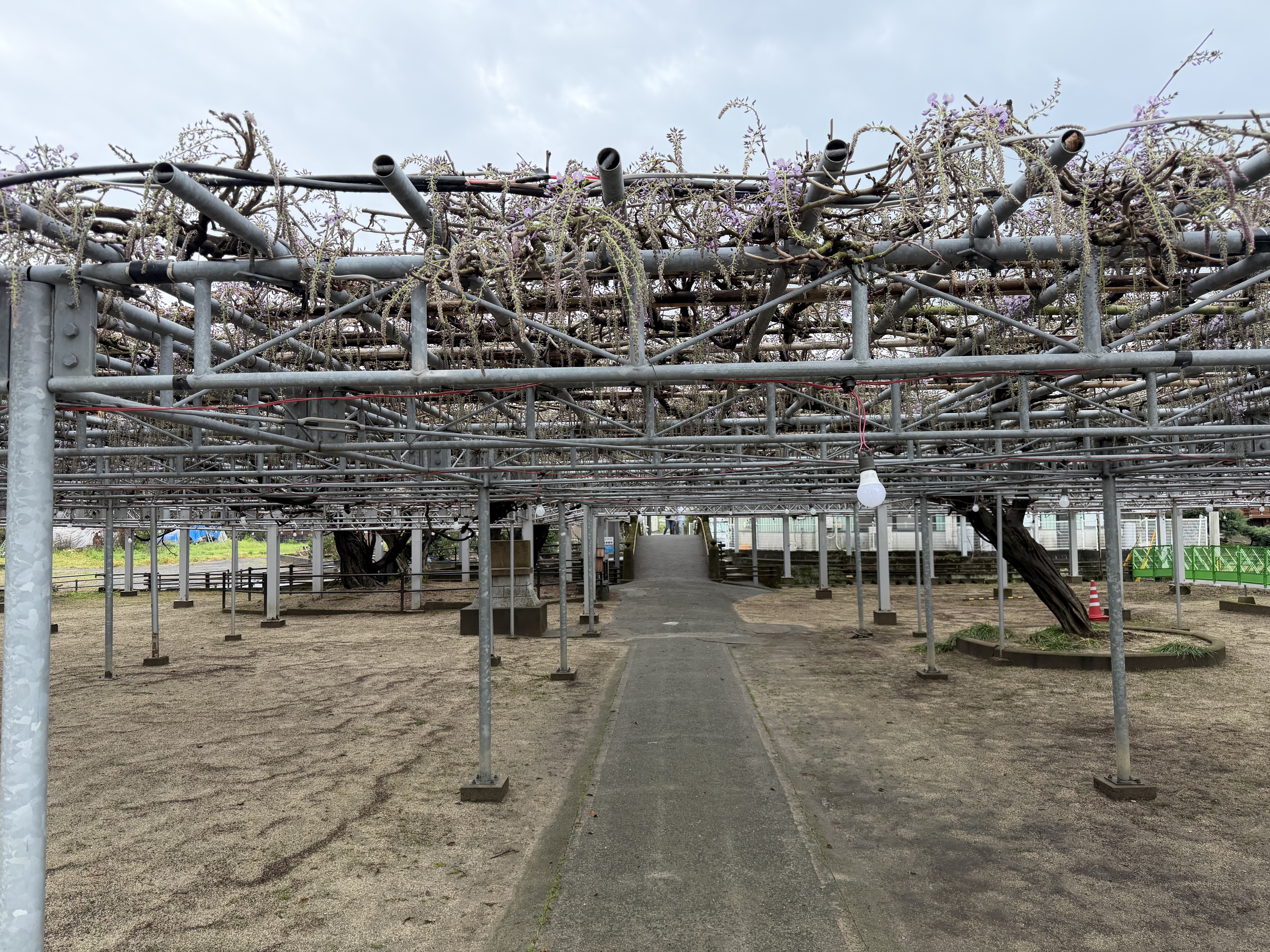 20260410_参道遠景.JPG