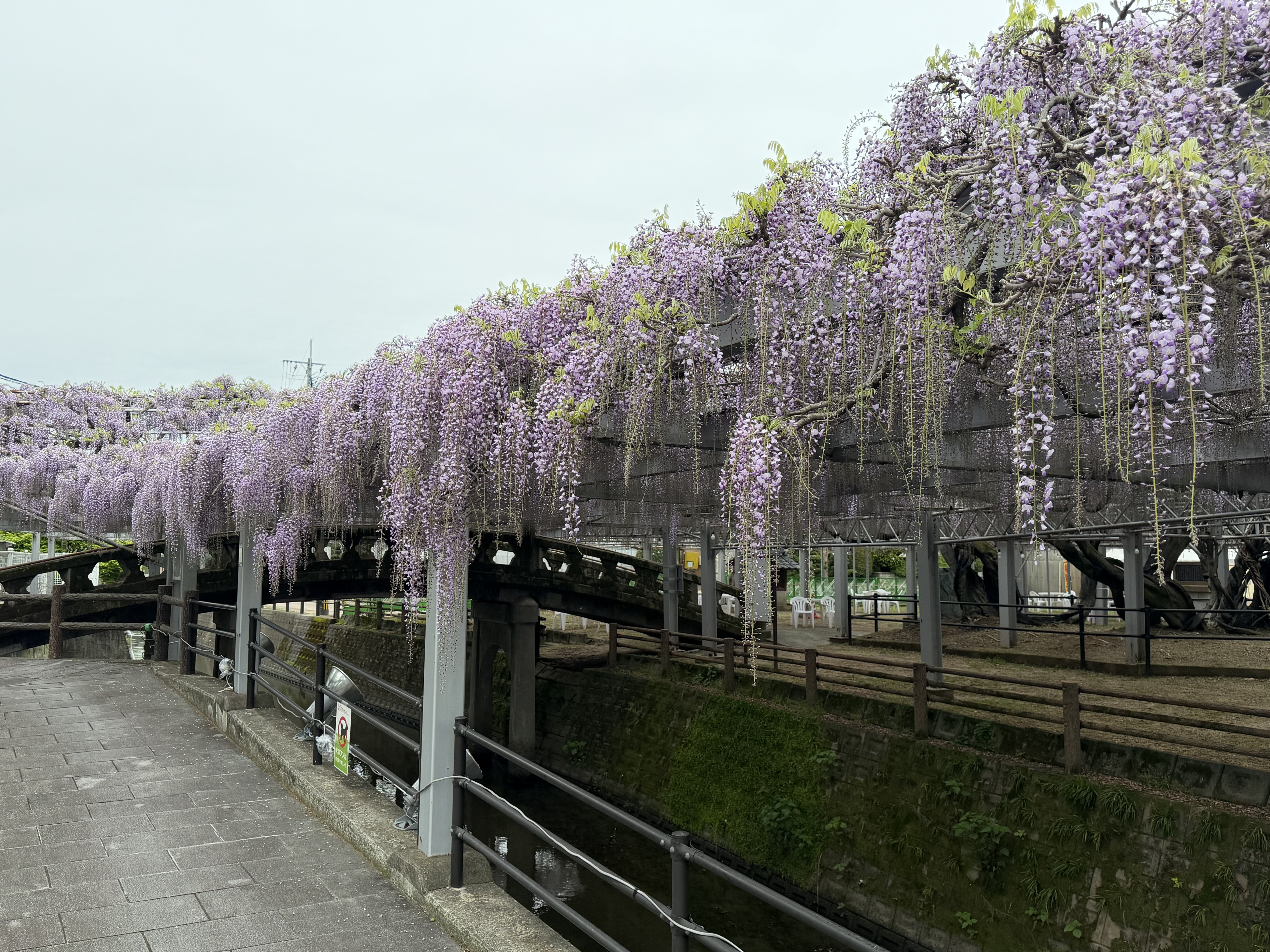 20260414_太鼓橋近景.JPG
