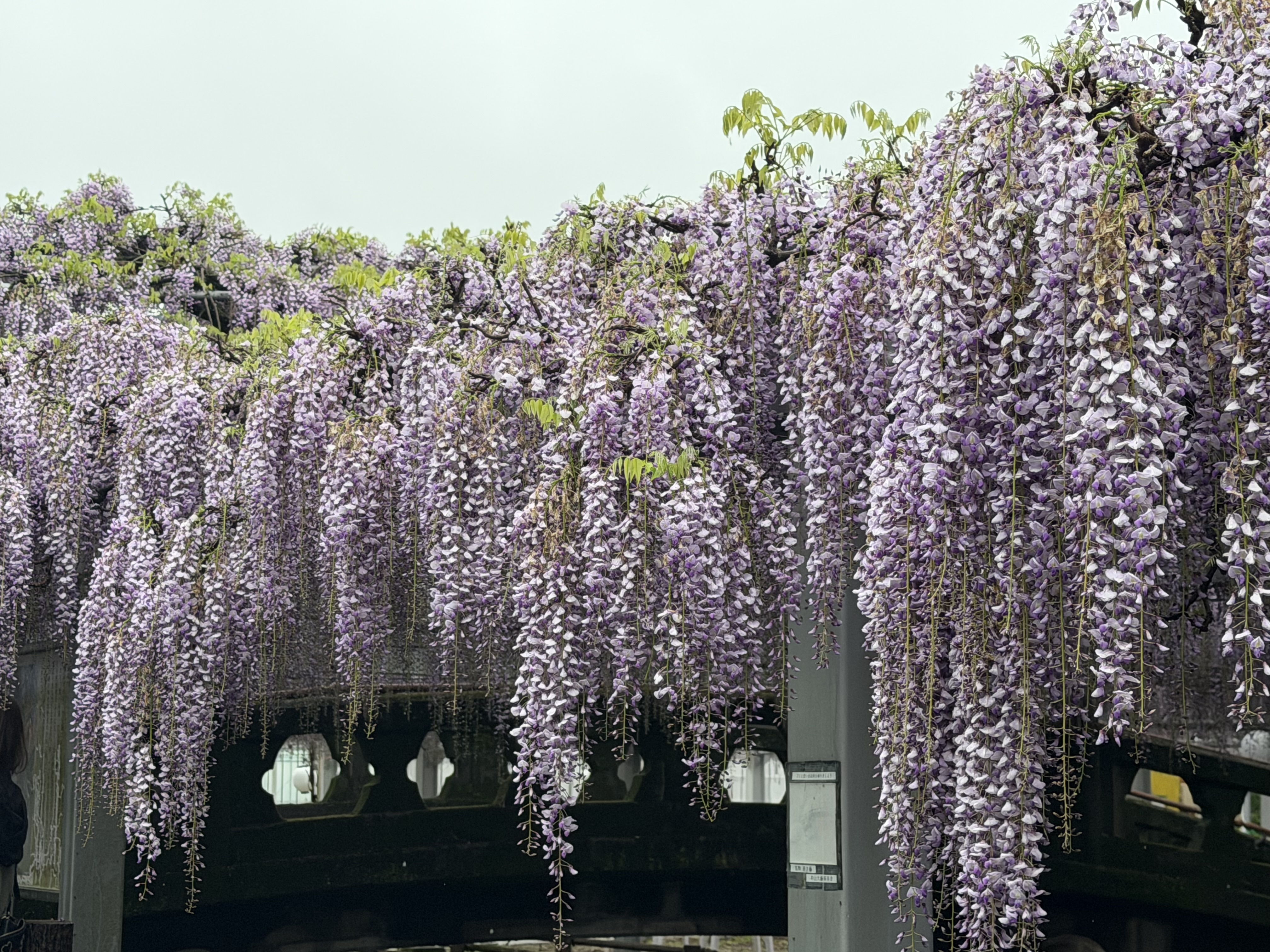 20260415_東側アーチ外側.JPG