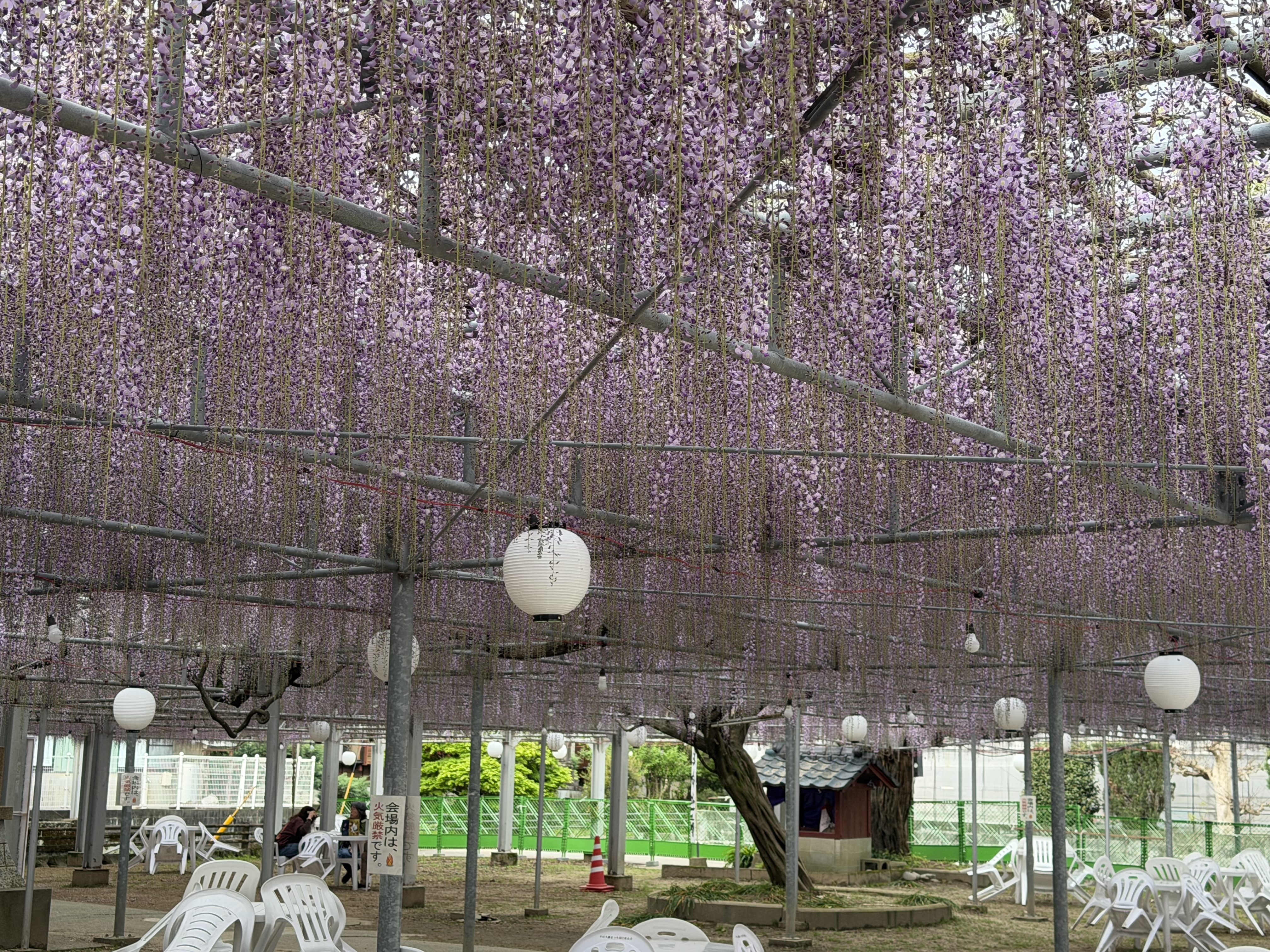20260417_藤棚↓.JPG