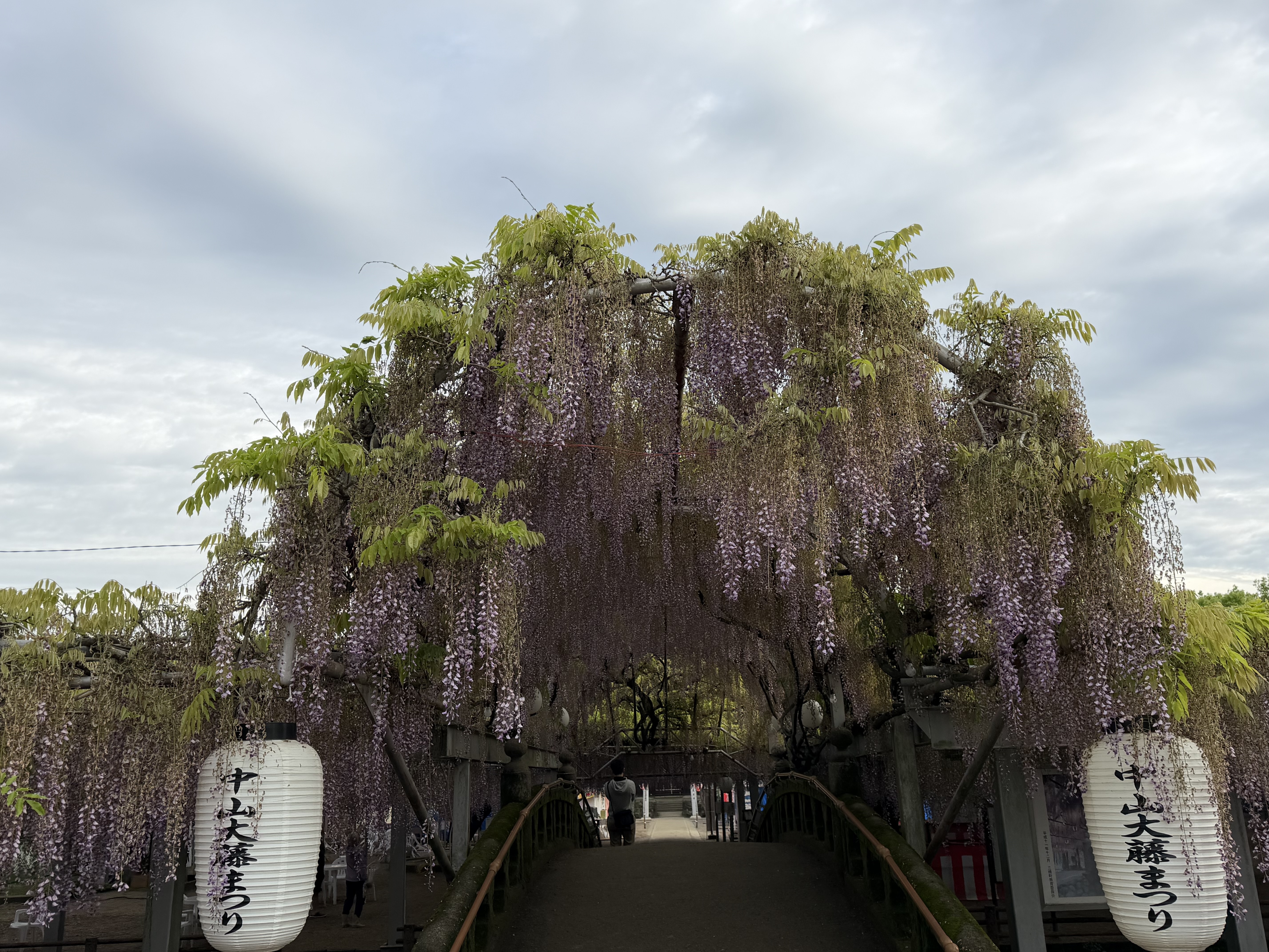 20260424_太鼓橋.JPG