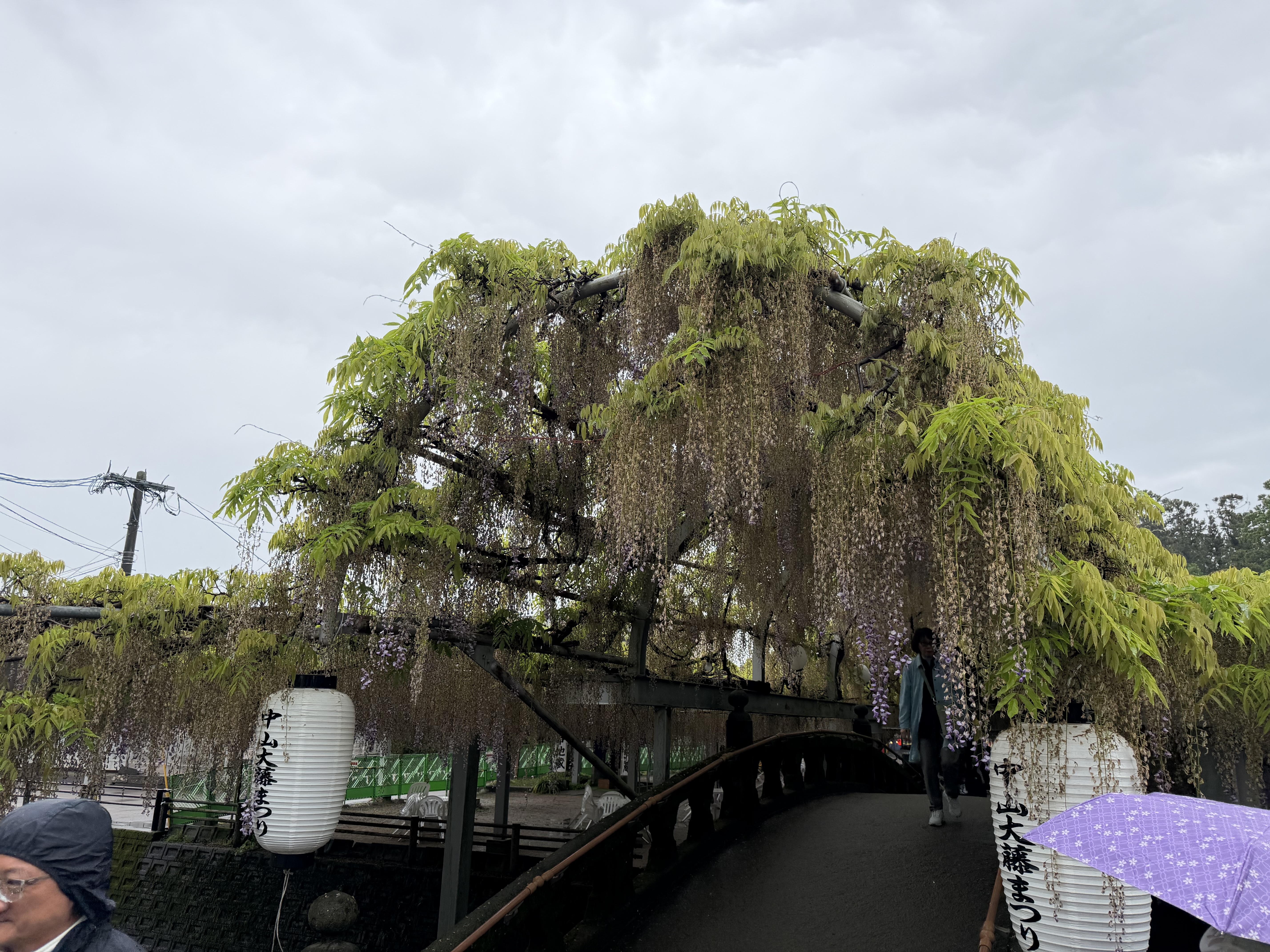 20260426_太鼓橋.JPG