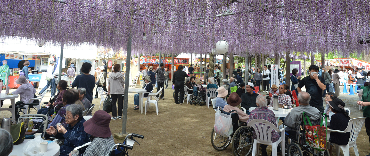 大藤まつり
