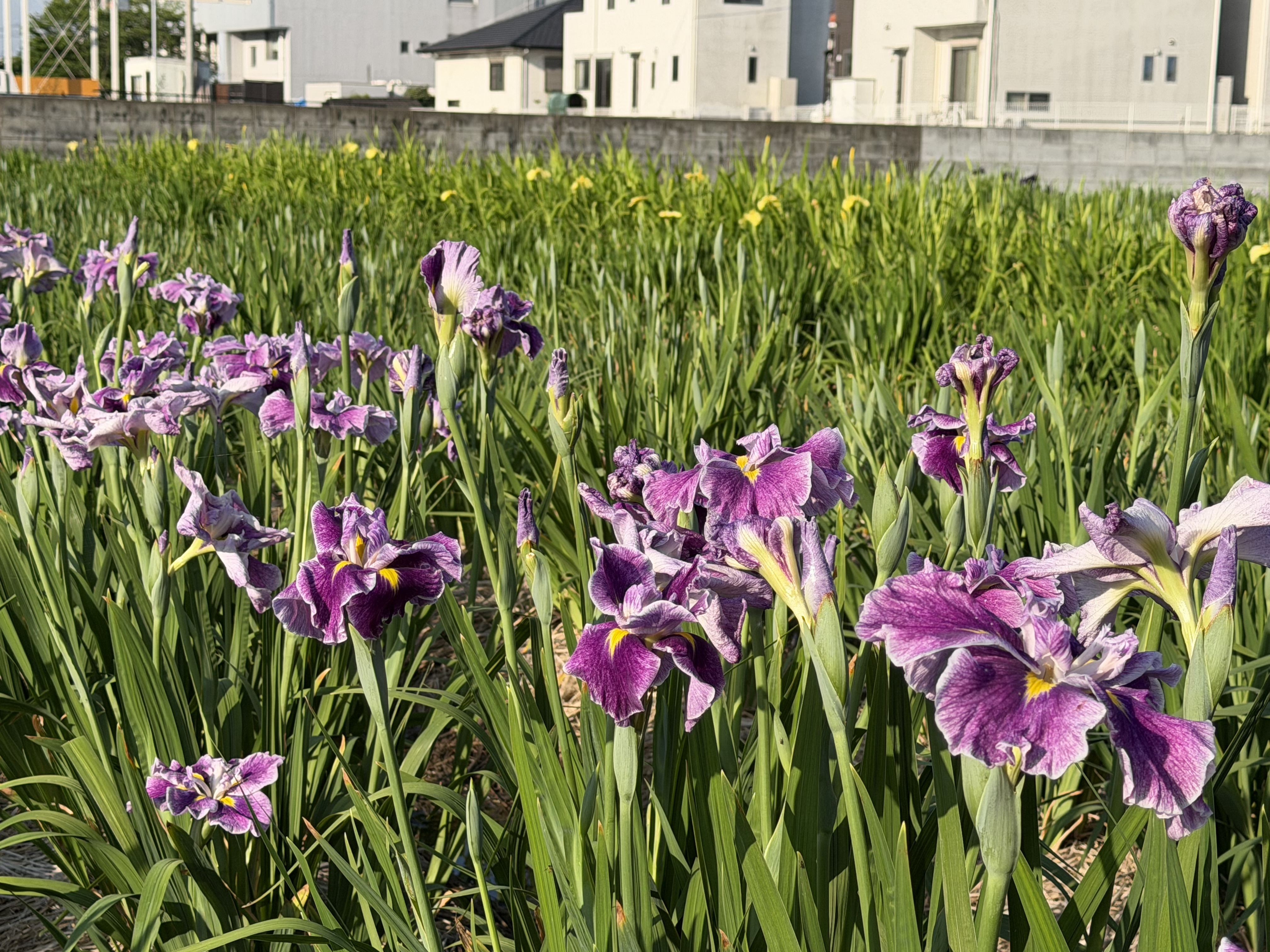 20260518_紅葉の宴.JPG