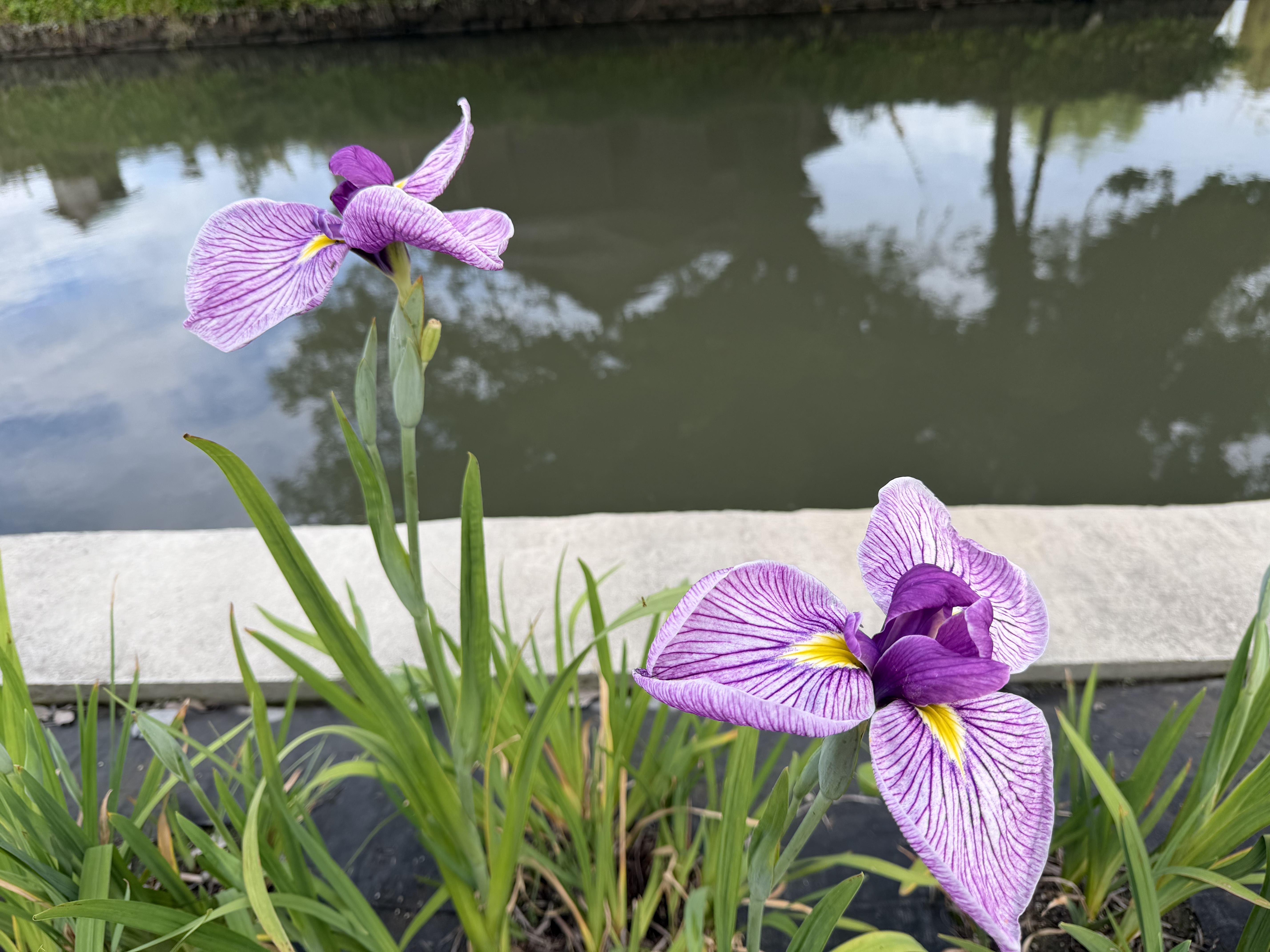 20260520_花ぐもり.JPG