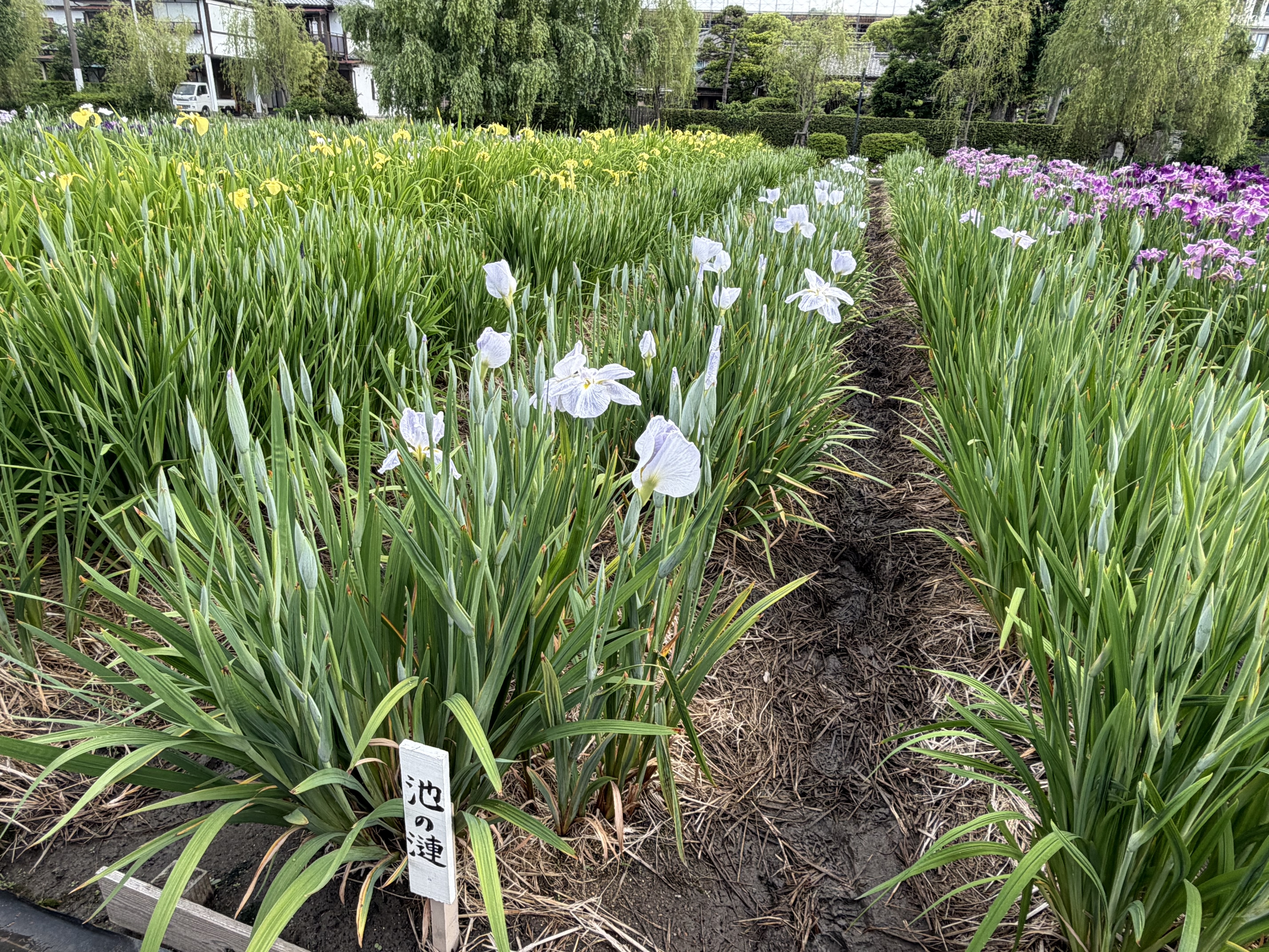 20260522_池の連.JPG
