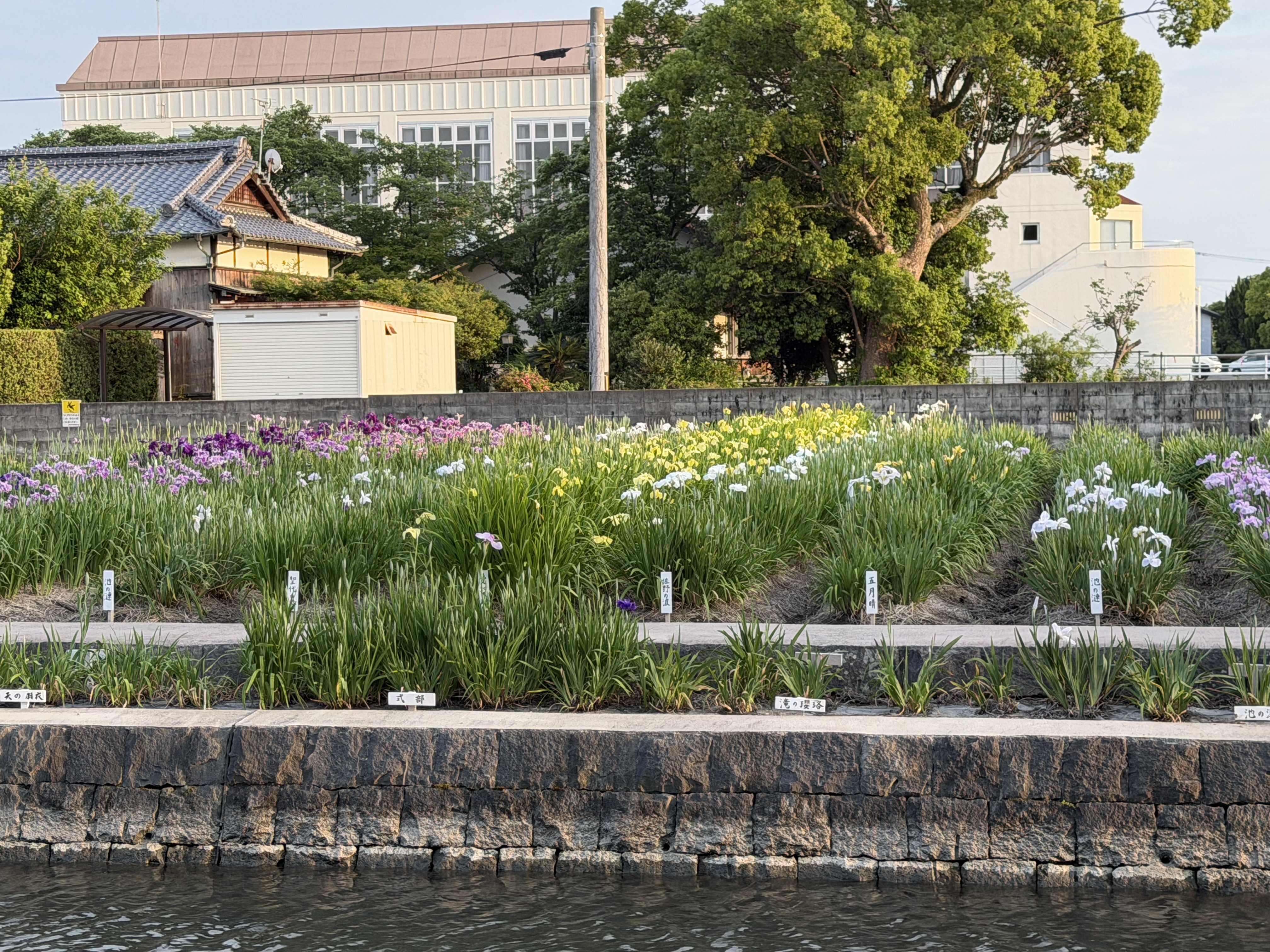 20260522_池対面.JPG