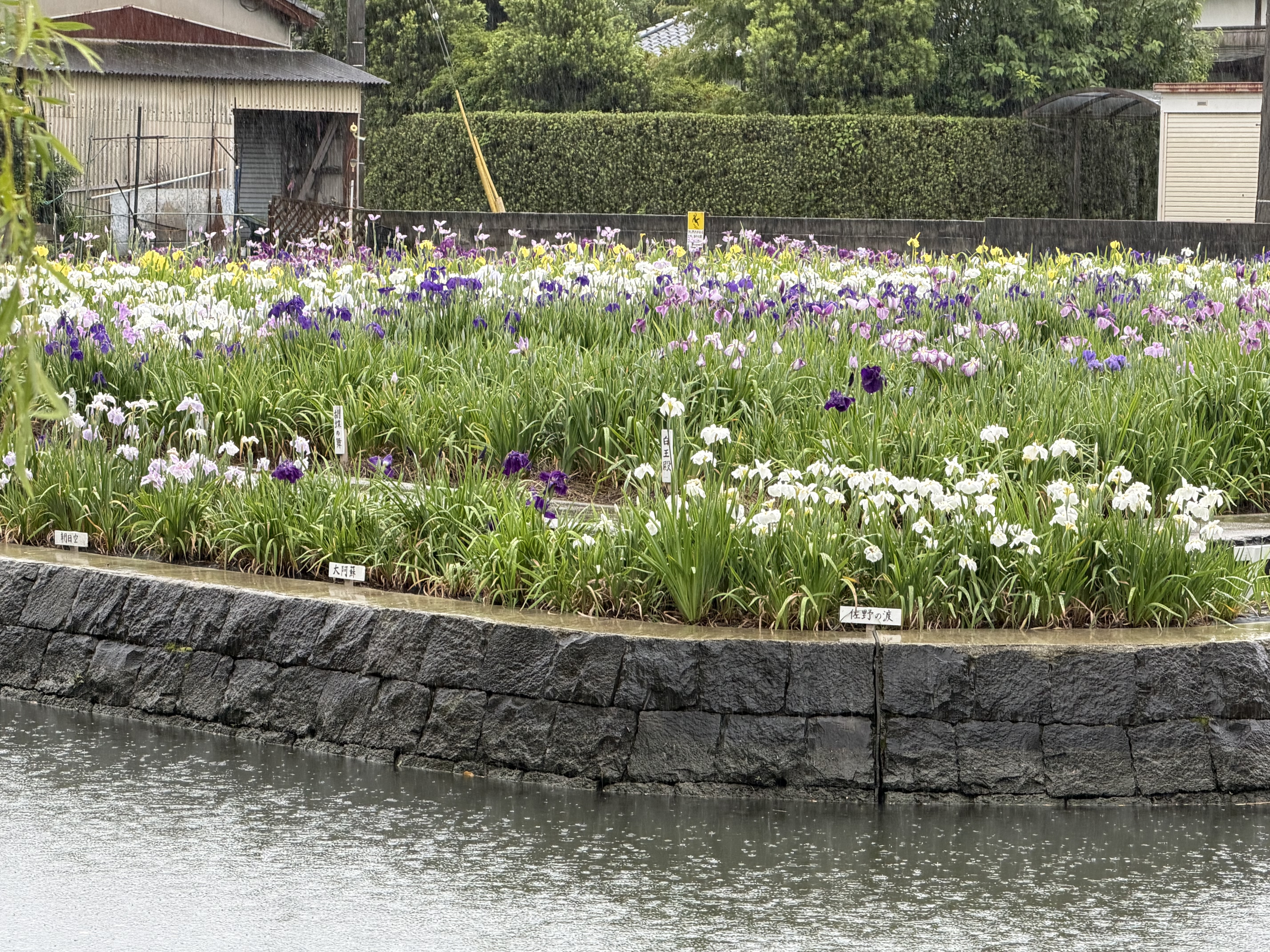 20260527_対岸から.JPG