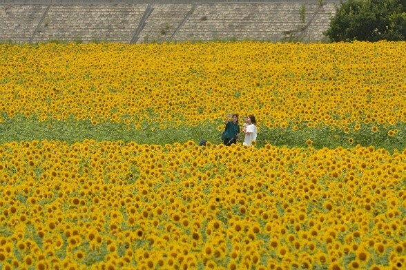 ひまわり園去年.jpg