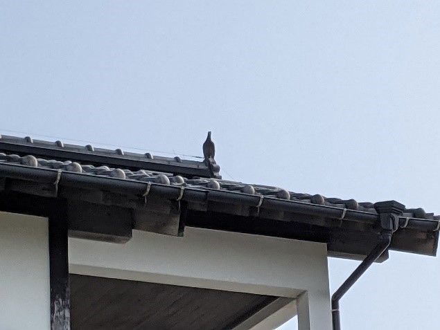 屋根に止まる鳥の写真