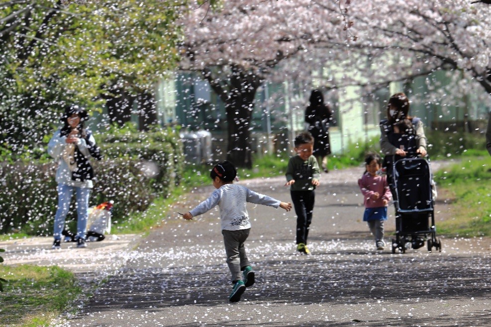 桜吹雪の中で喜ぶ子供の写真