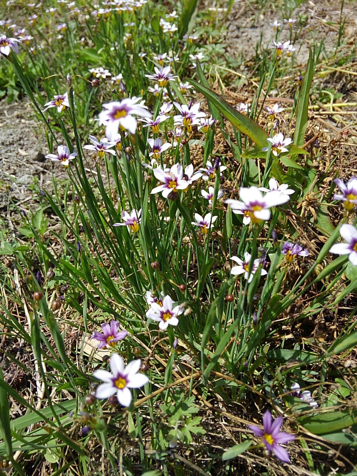 小さな花の写真