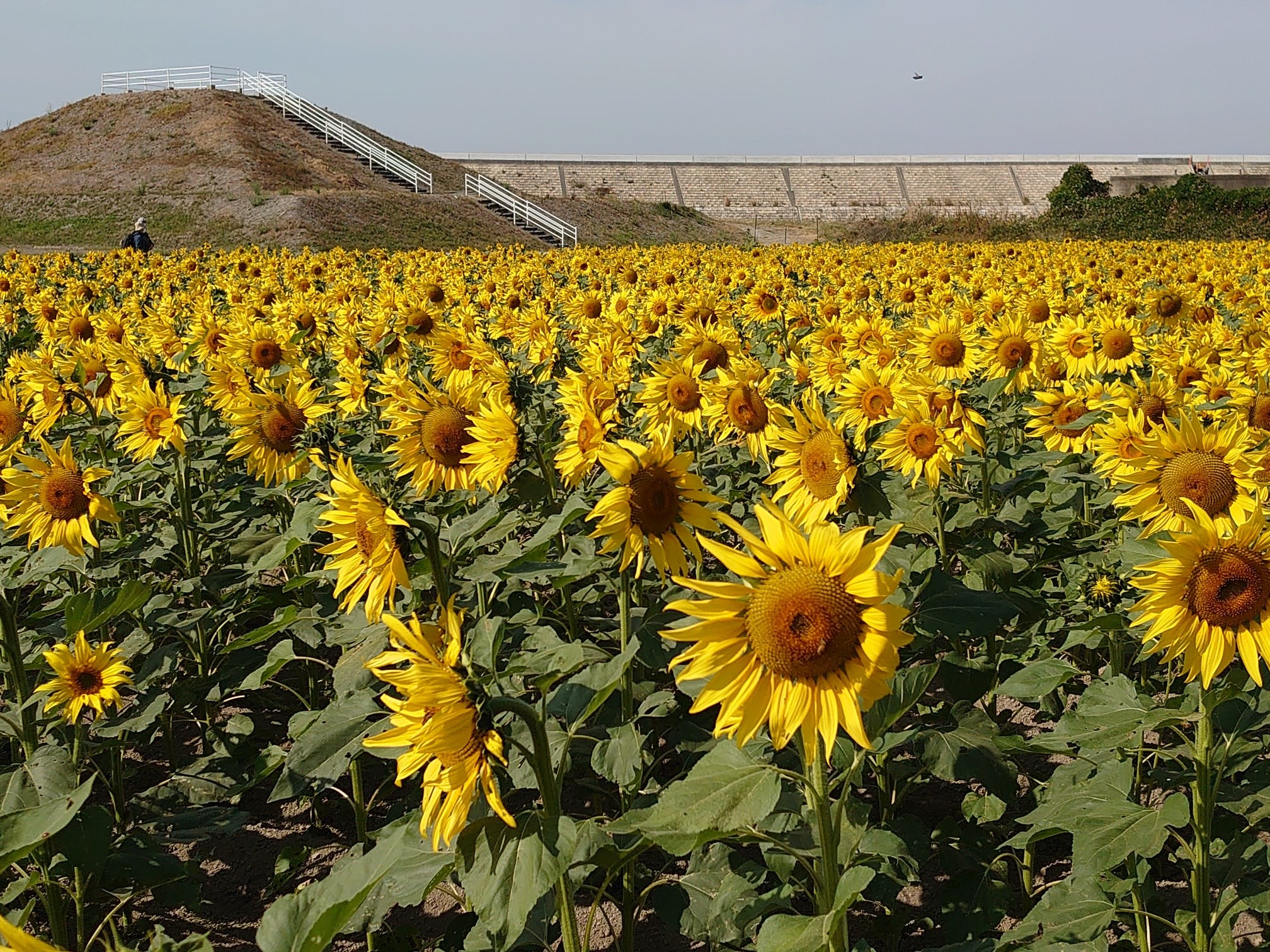 柳川市公式ウェブサイト 第23回柳川ひまわり園