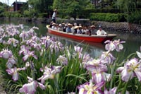 市の花「花しょうぶ」の写真