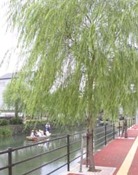 市の木「柳」の写真