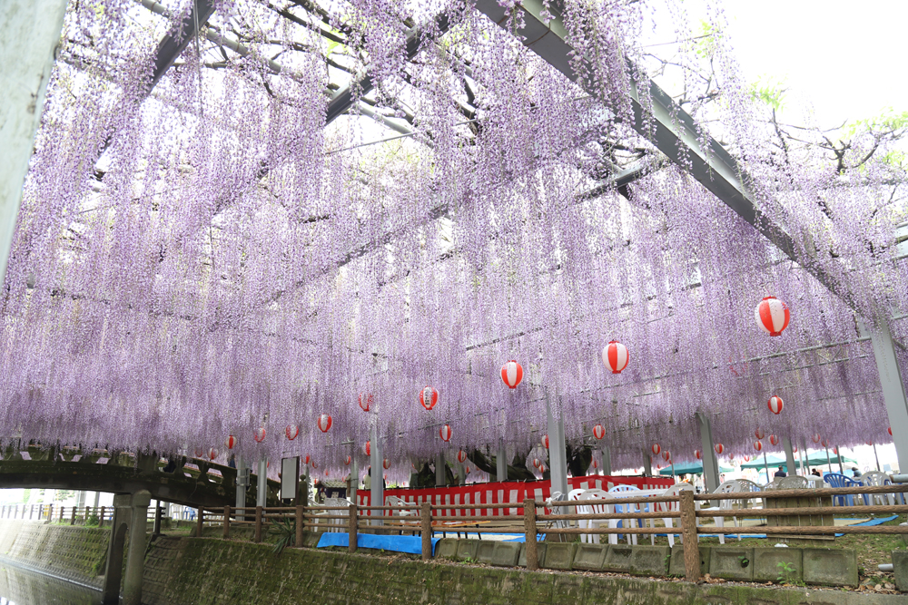 藤の花の写真