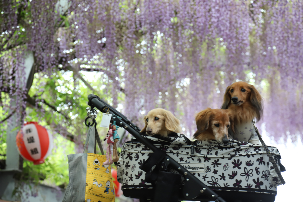 藤の花と小型犬3匹の写真