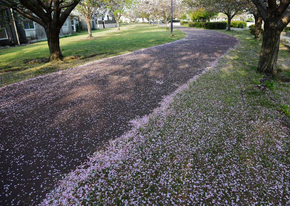 散った桜の花びらの写真