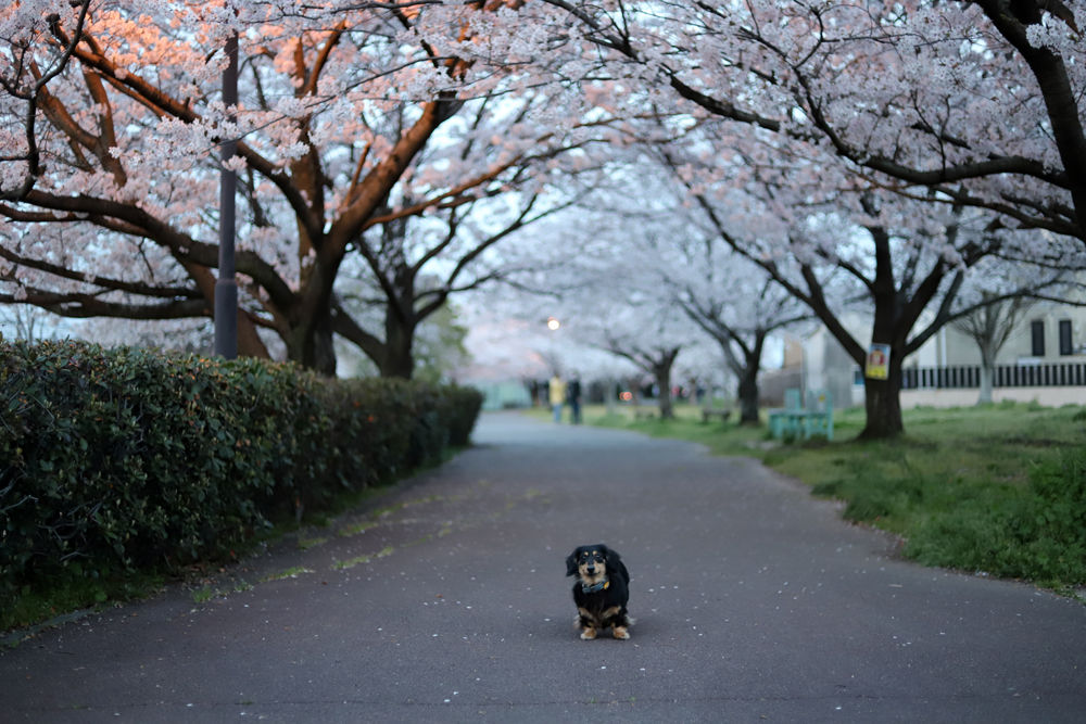 桜並木と小型犬の写真