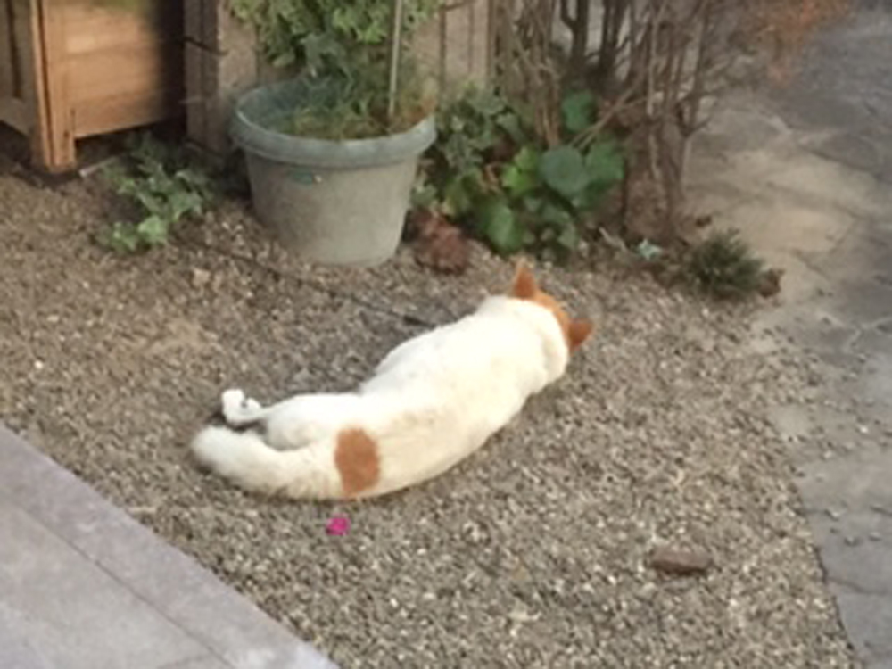 プク(犬)の写真1