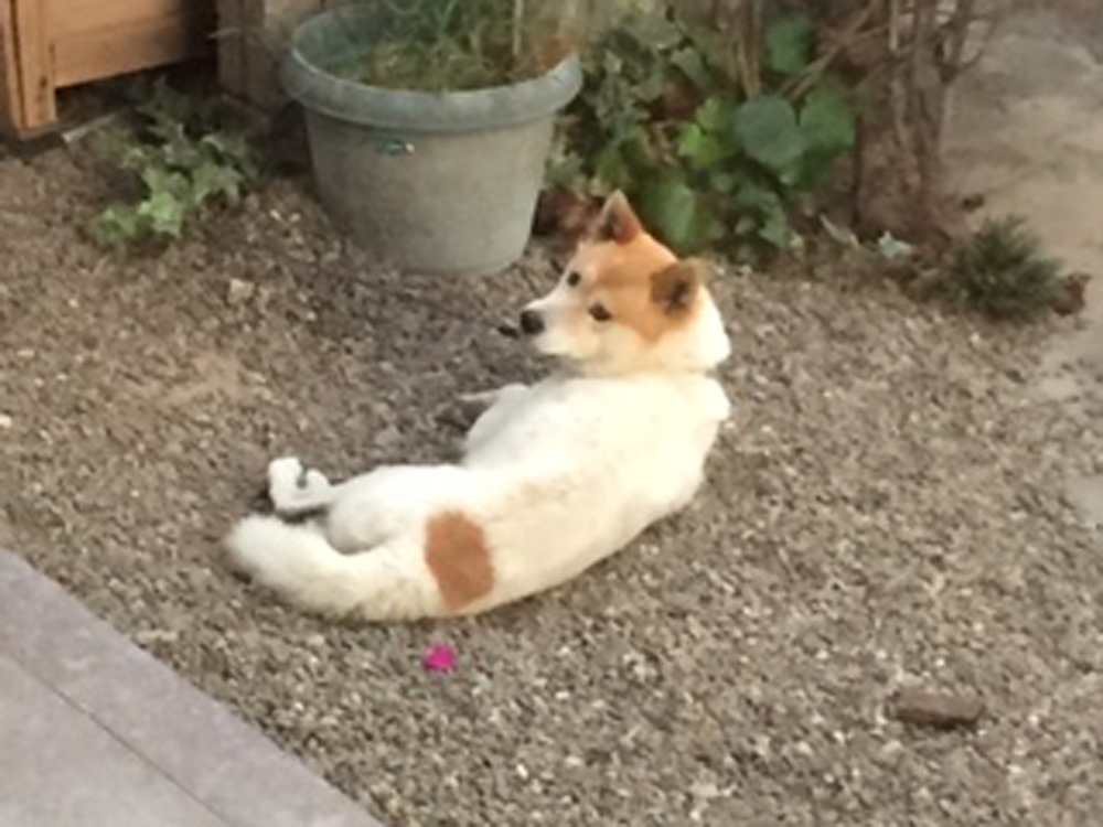 プク(犬)の写真2