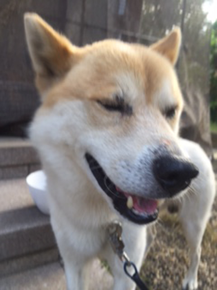 プク(犬)の写真3