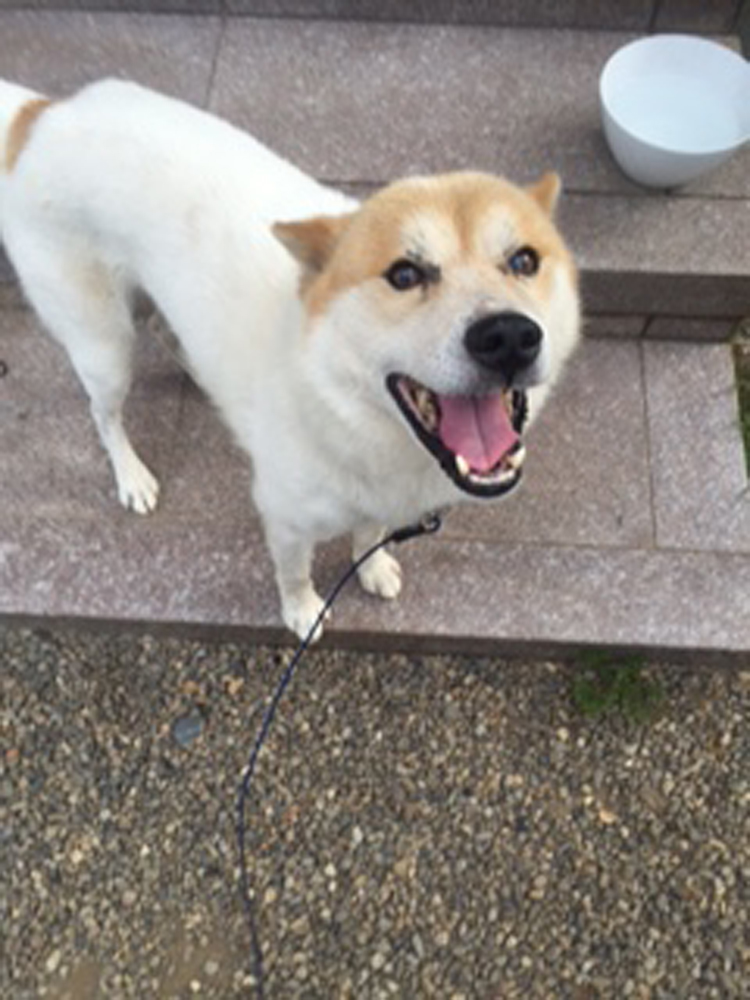 プク(犬)の写真4