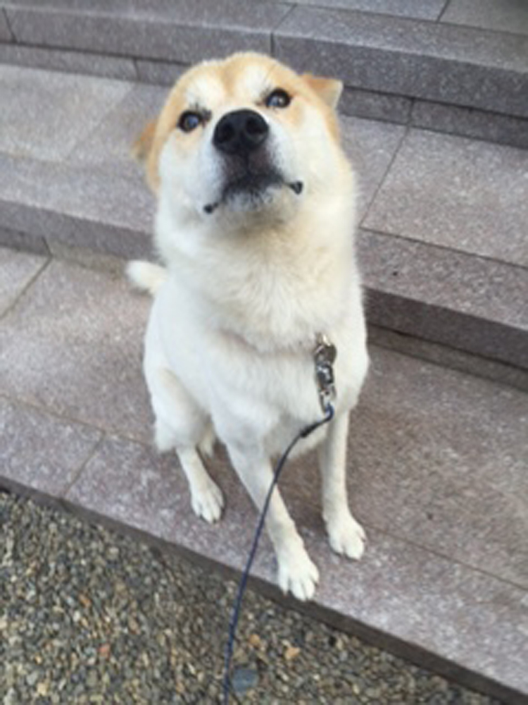 プク(犬)の写真5