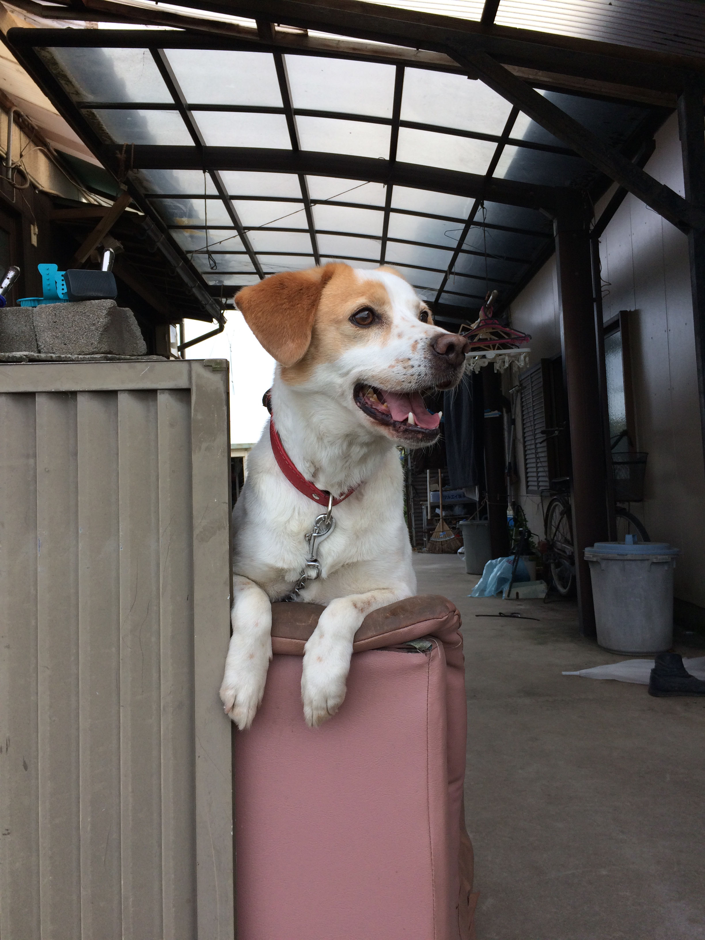 犬の写真2