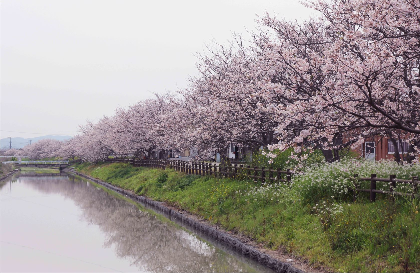 弁天の桜並木の写真