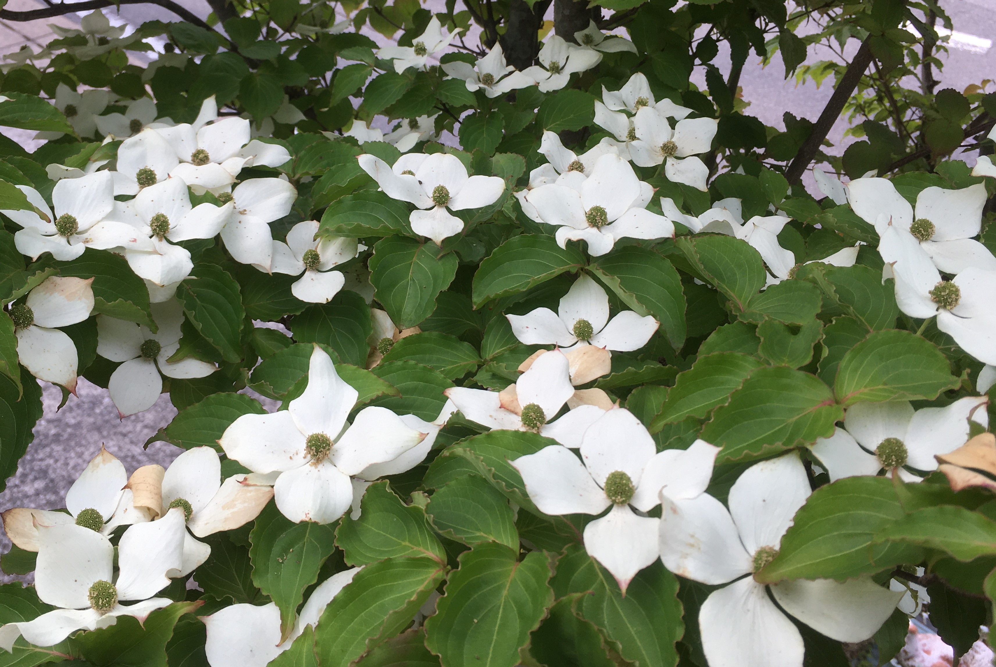 ヤマボウシの花の写真