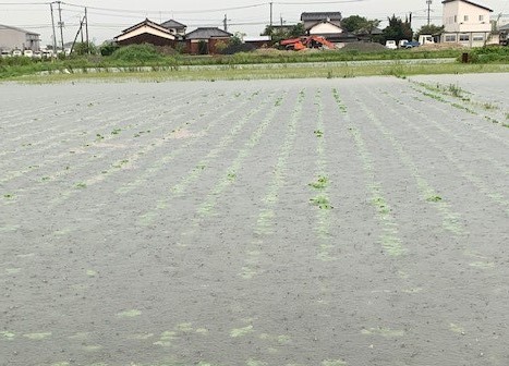大雨被害をうけた大豆畑の様子1