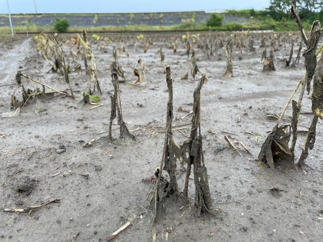 大雨被害をうけた大豆畑の様子2