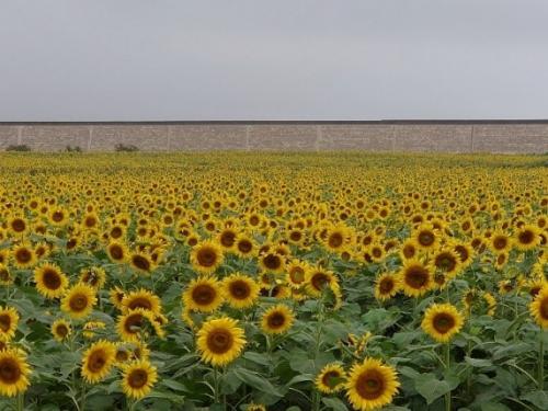 満開のひまわり畑の写真