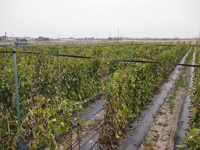 soramame02.jpg