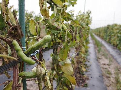 soramame03.jpg