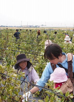 soramame06.jpg